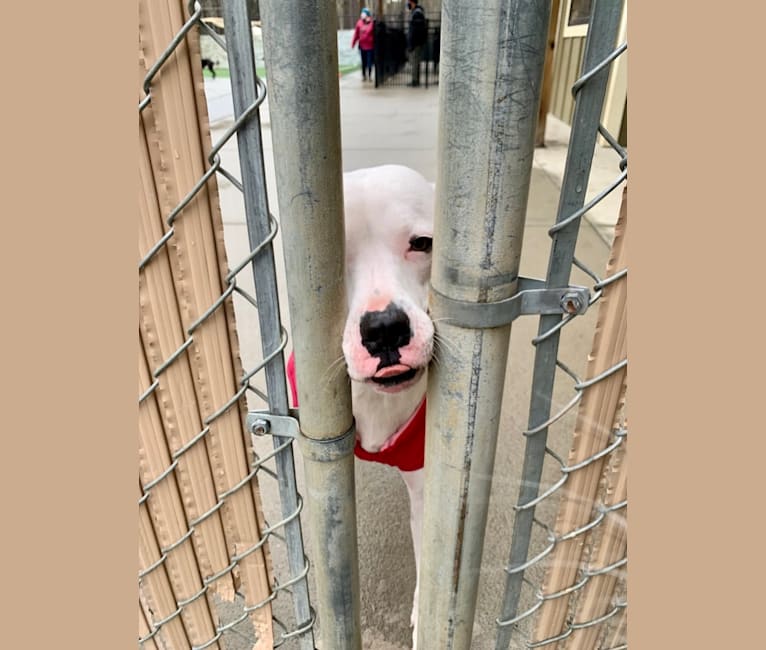 Tiptoe, an American Pit Bull Terrier and Great Pyrenees mix tested with EmbarkVet.com