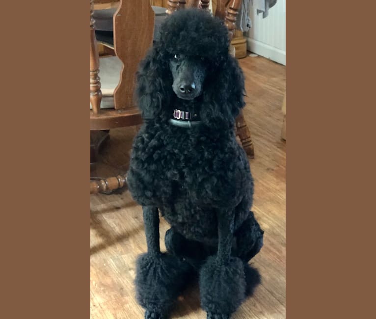 Paisley Chenille Hardinger, a Poodle (Standard) tested with EmbarkVet.com