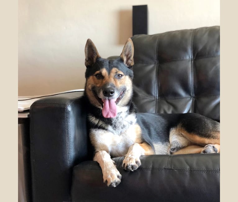 Shiba inu german shepherd husky mix shop