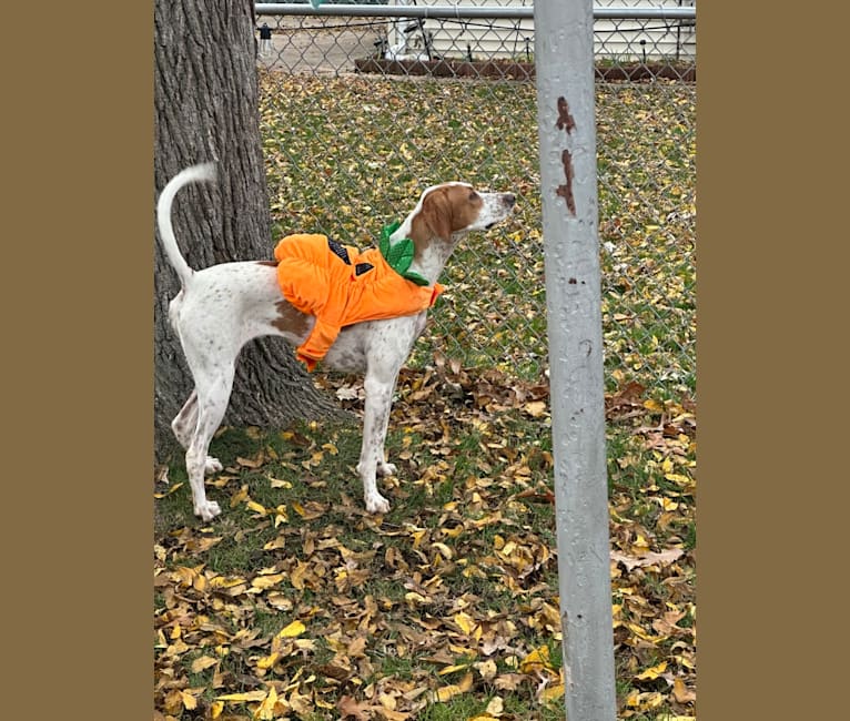 Texie, a Pointer and Llewellin Setter mix tested with EmbarkVet.com