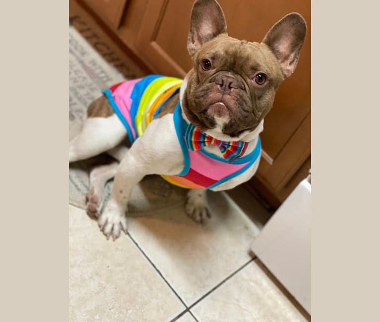 Winston, a French Bulldog tested with EmbarkVet.com
