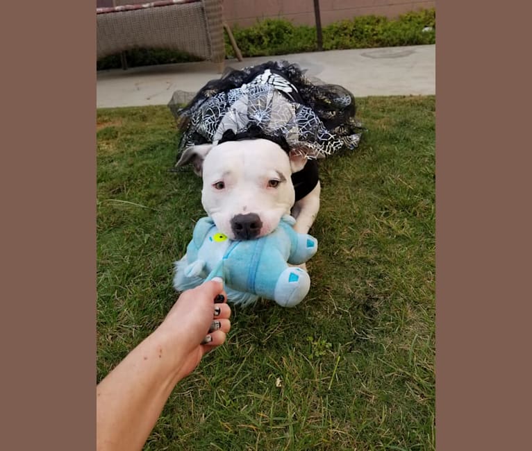 Luna, an American Pit Bull Terrier and American Staffordshire Terrier mix tested with EmbarkVet.com