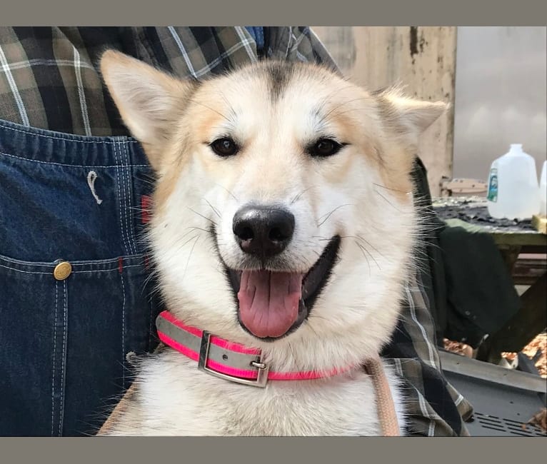 Tuli, a Greenland Dog tested with EmbarkVet.com