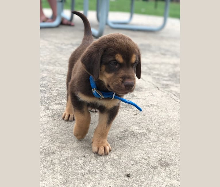Husky bloodhound mix shop