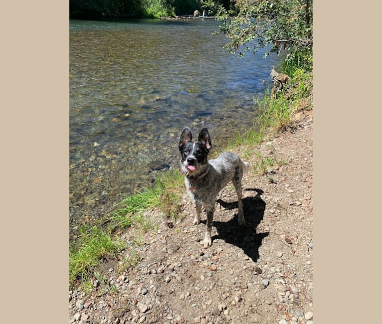 Photo of Ridge, a Border Collie, Australian Cattle Dog, and German Wirehaired Pointer mix in Roslyn, Washington, USA