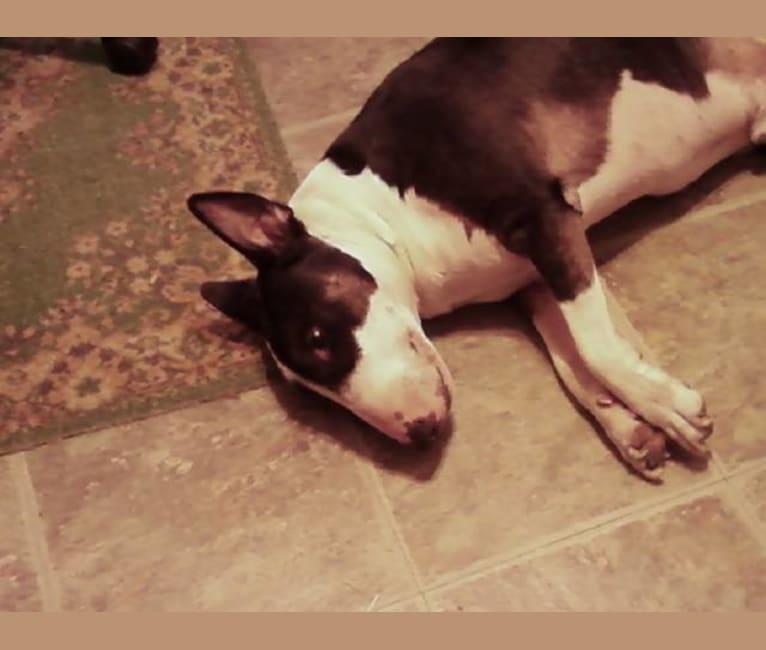 Houston, a Bull Terrier tested with EmbarkVet.com