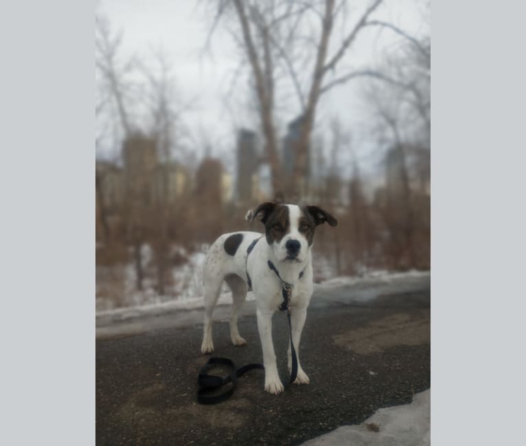 Stella, an American Pit Bull Terrier and German Shepherd Dog mix tested with EmbarkVet.com