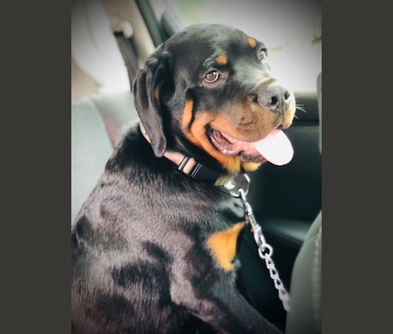 Chompy, a Rottweiler tested with EmbarkVet.com