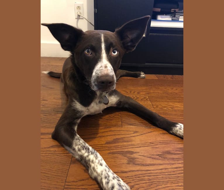 Jester, an American Pit Bull Terrier and Australian Shepherd mix tested with EmbarkVet.com