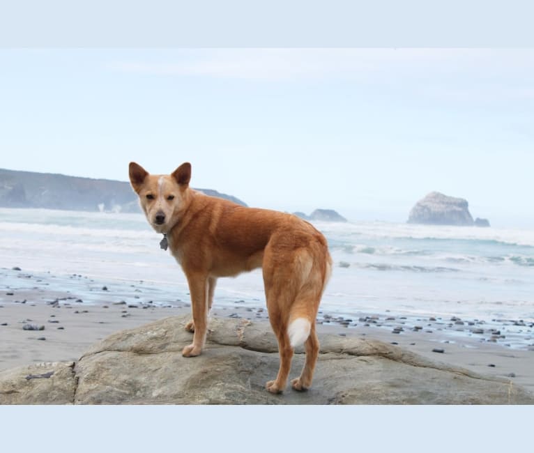Luna, an Australian Cattle Dog and Golden Retriever mix tested with EmbarkVet.com