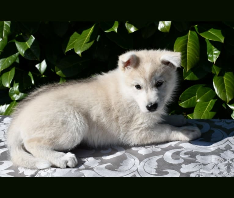 Ray, a Siberian Husky and German Shepherd Dog mix tested with EmbarkVet.com