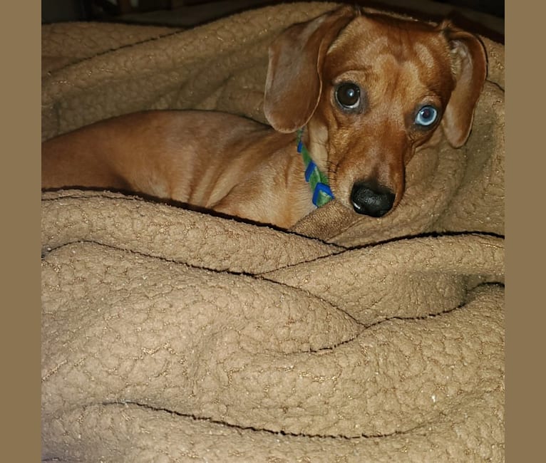 Casey, a Dachshund tested with EmbarkVet.com