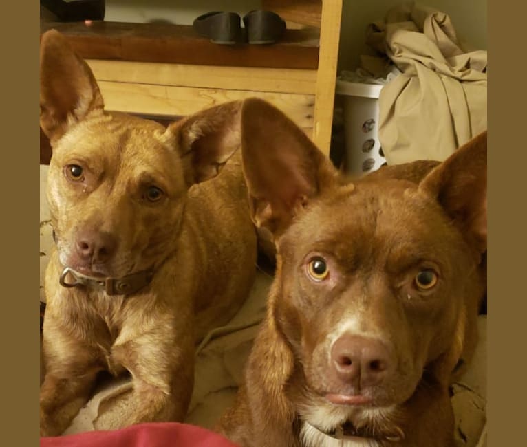 Embark Dog DNA Test Breed