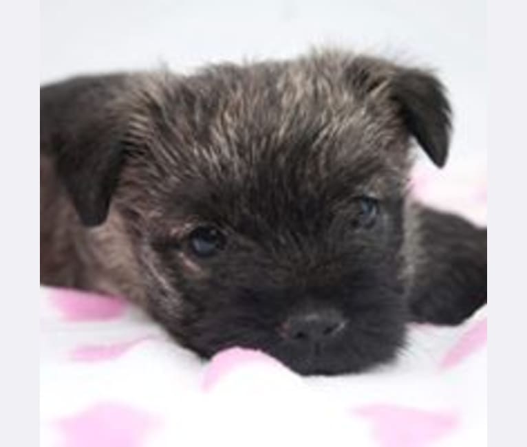 Photo of Moxie, a Cairn Terrier  in McNamee, New Brunswick, Canada