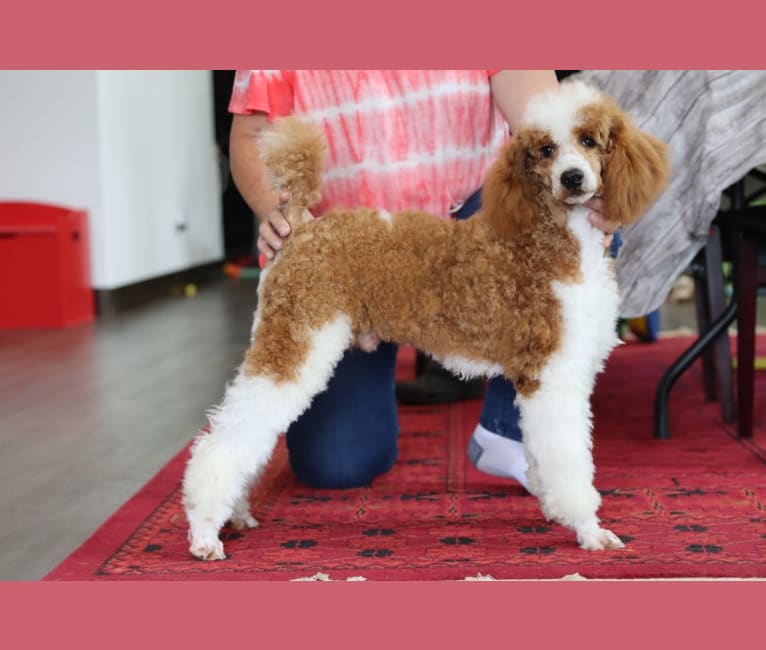 Embark Dog DNA Test Breed