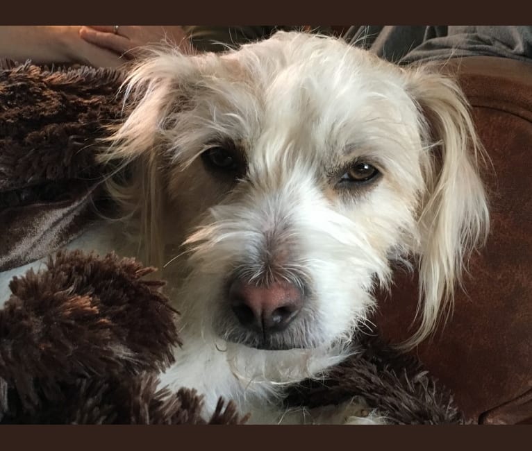 Wrigley, a Labrador Retriever and Cocker Spaniel mix tested with EmbarkVet.com