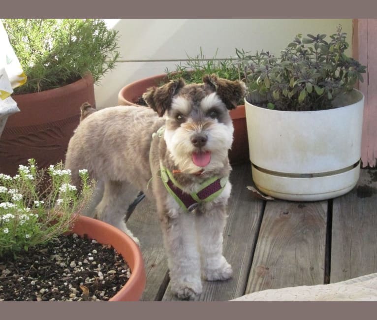 miniature schnauzer pomeranian mix