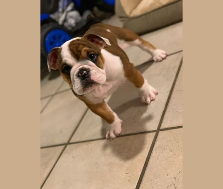 Photo of Yaya The One, a Bulldog  in New Orleans, LA, USA