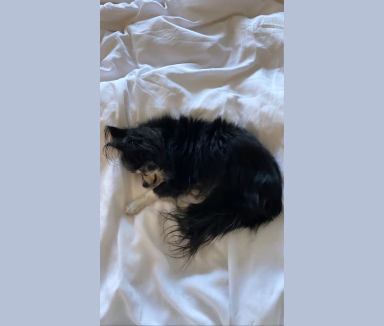Kitty, a Chihuahua tested with EmbarkVet.com