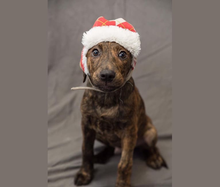 Brindle foxhound shop