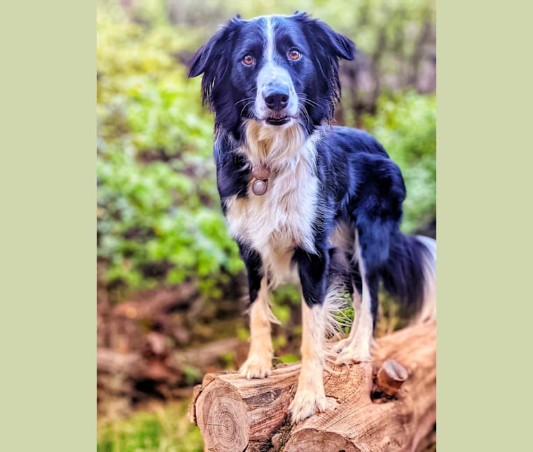 Embark Dog DNA Test Breed