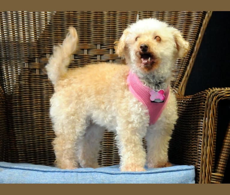 Sweetie Georgia Peach, a Poodle (Small) tested with EmbarkVet.com