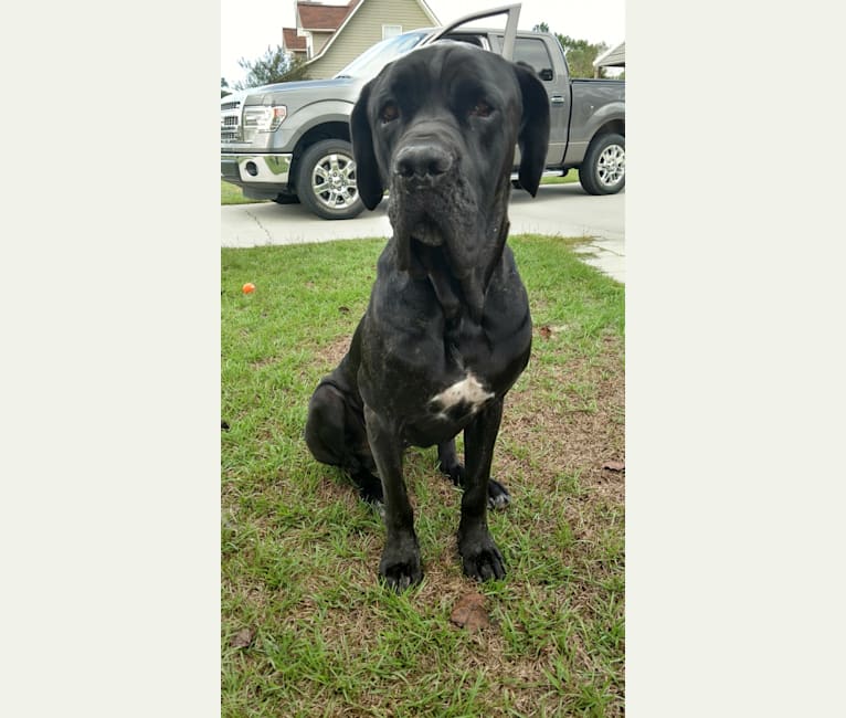 Gypsy, a Neapolitan Mastiff and Cane Corso mix tested with EmbarkVet.com