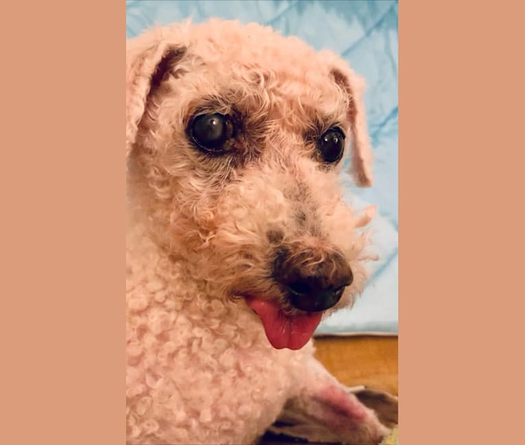 Ollie Popcorns, a Bichon Frise tested with EmbarkVet.com