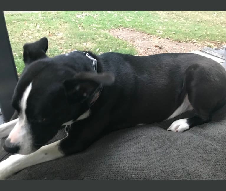 Mona, an Akita and Dogo Argentino mix tested with EmbarkVet.com