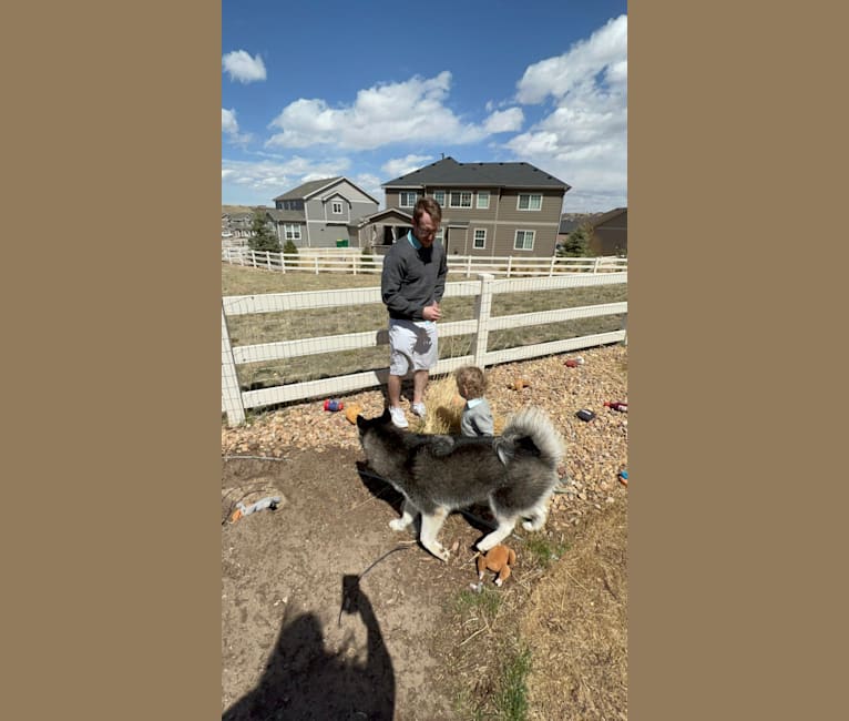 Photo of Drake Flynn, a Siberian Husky  in Arkansas, USA