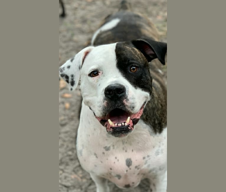 cayden, an American Pit Bull Terrier and American Bulldog mix tested with EmbarkVet.com