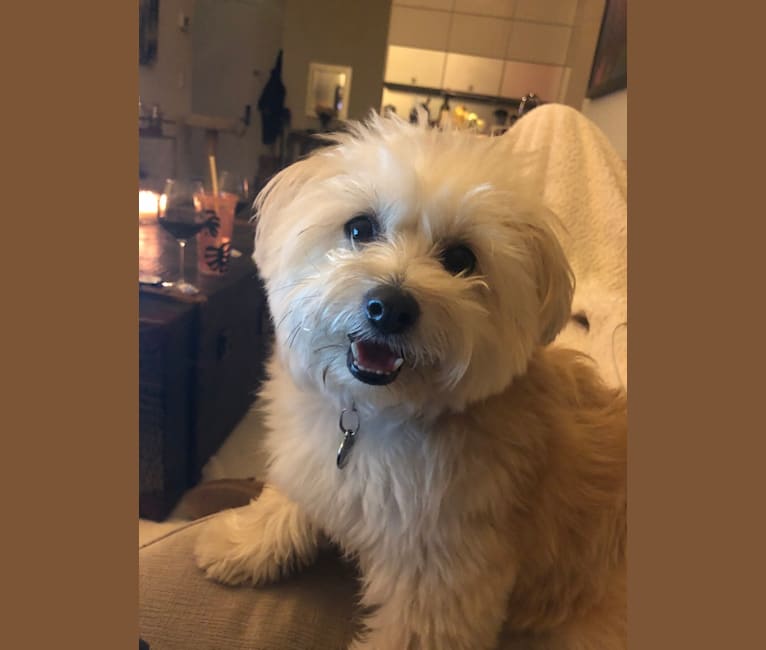 Embark Dog DNA Test Breed