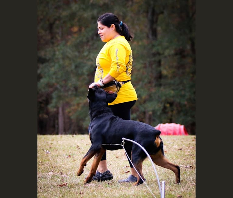 Sirius, a Rottweiler tested with EmbarkVet.com