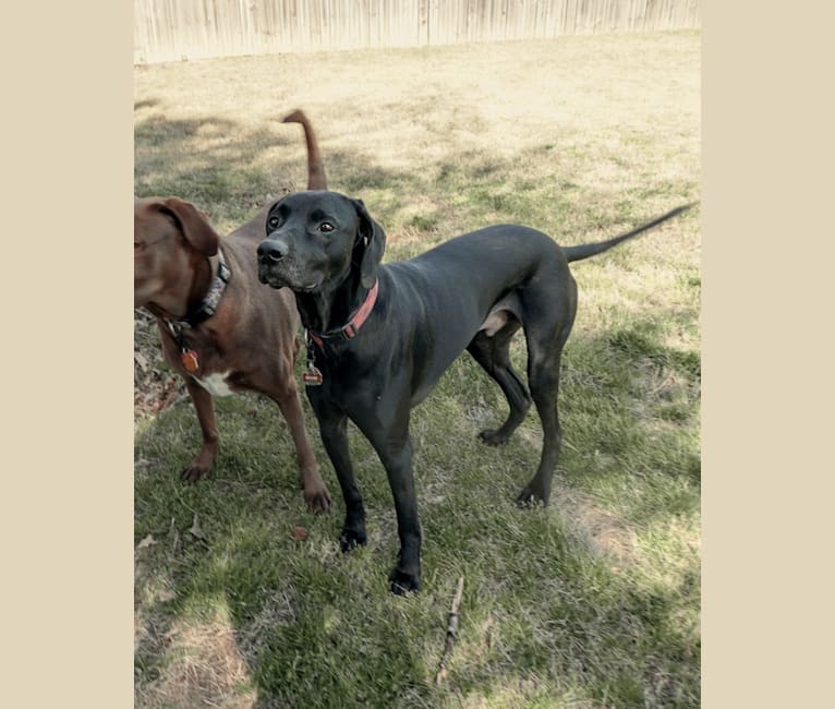 embark dog dna test breed