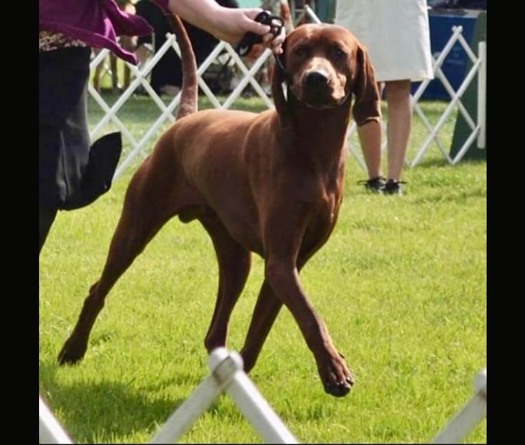 Toretto, a Redbone Coonhound tested with EmbarkVet.com