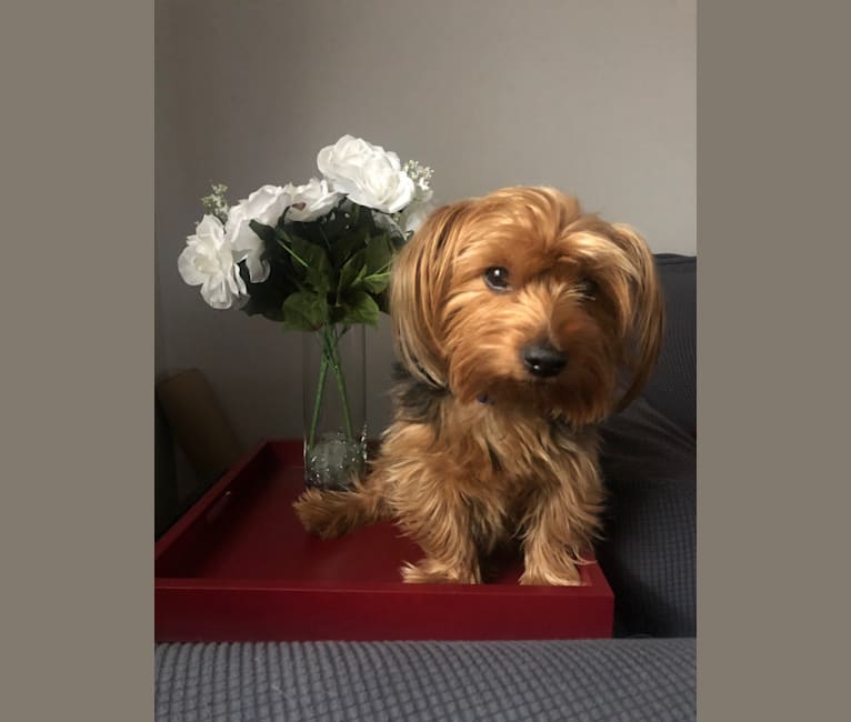 Photo of Hakeem, a Yorkshire Terrier  in New York, New York, USA