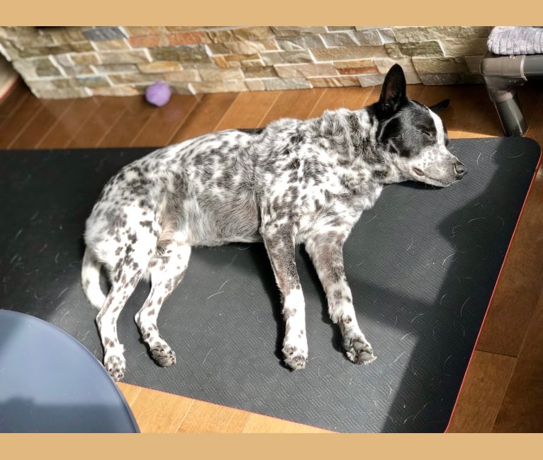 Chip, an American Pit Bull Terrier and Dalmatian mix tested with EmbarkVet.com