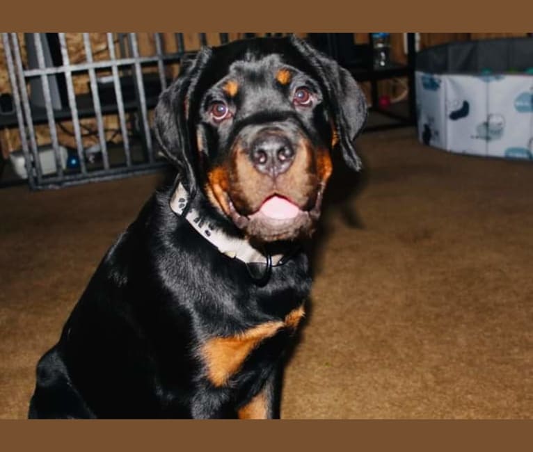 Photo of Chomp, a Rottweiler  in Loogootee, Indiana, USA