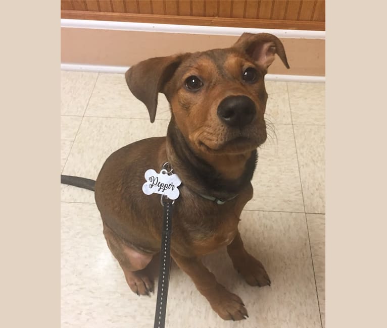 Pepper, an American Pit Bull Terrier and Treeing Walker Coonhound mix tested with EmbarkVet.com