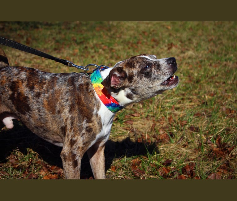 Hammer, a Boston Terrier and Australian Cattle Dog mix tested with EmbarkVet.com