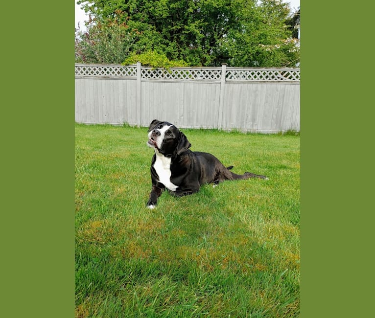 Photo of Kona, an American Bully, Bernese Mountain Dog, and Labrador Retriever mix in Mission, British Columbia, Canada