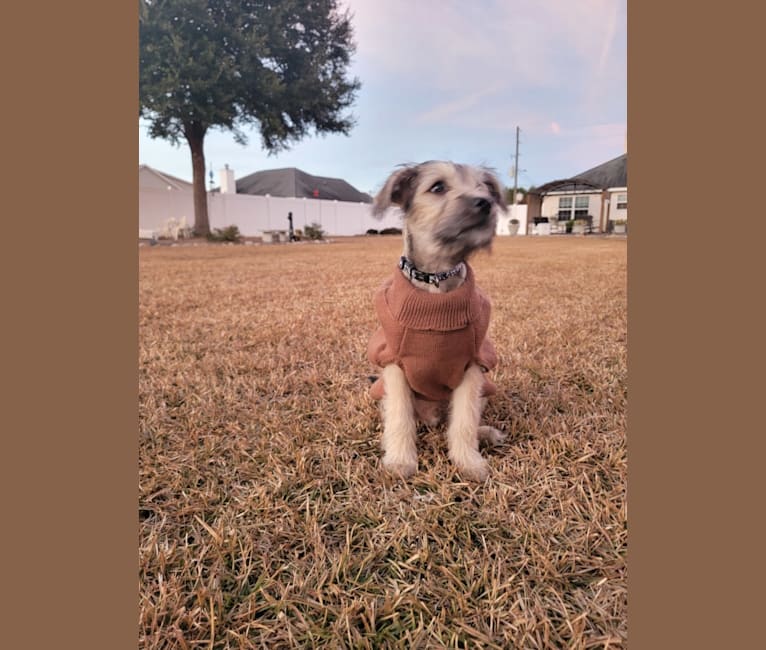 Photo of Kevin, a Yorkshire Terrier, Shih Tzu, Catahoula Leopard Dog, Labrador Retriever, American Pit Bull Terrier, and Mixed mix in Statesboro, Georgia, USA