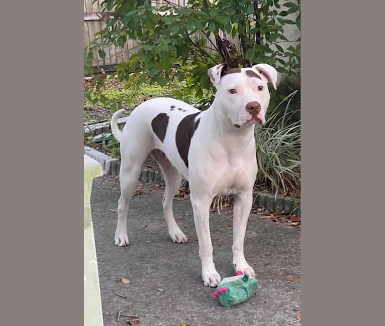 Photo of Gambit, an American Pit Bull Terrier and American Staffordshire Terrier mix in Tampa, Florida, USA