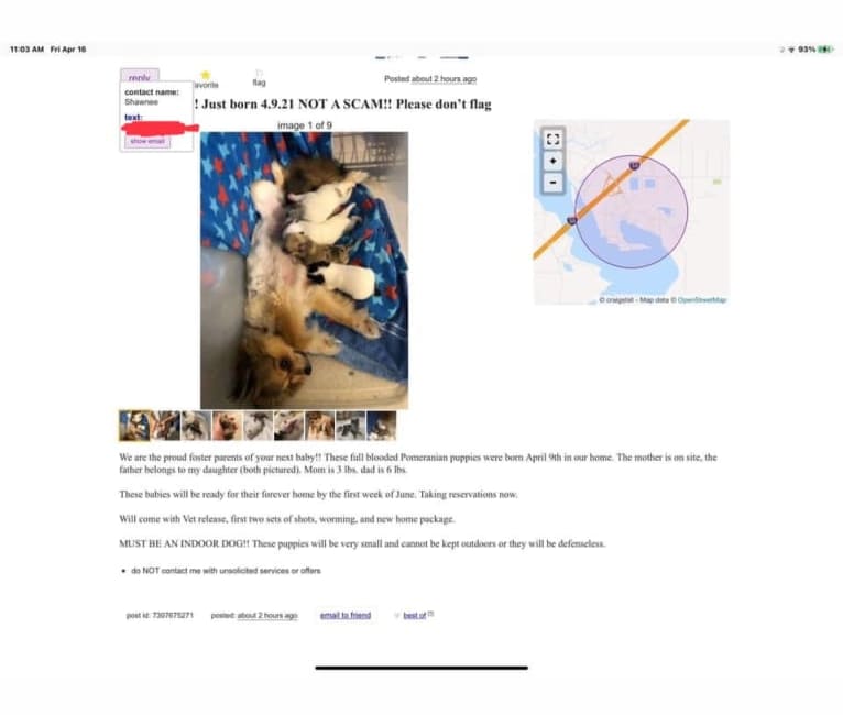 Harley Quinn Peacock, a Pomchi (12.0% unresolved) tested with EmbarkVet.com
