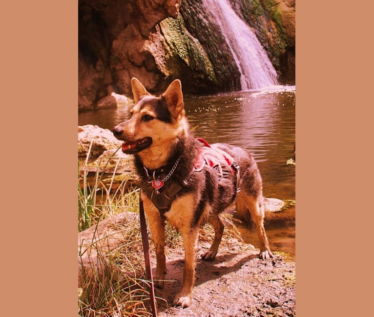 Sookie, a German Shepherd Dog and Chow Chow mix tested with EmbarkVet.com