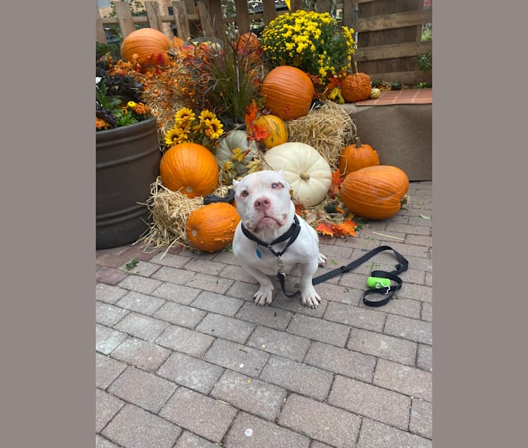 Apollo, an American Bully tested with EmbarkVet.com