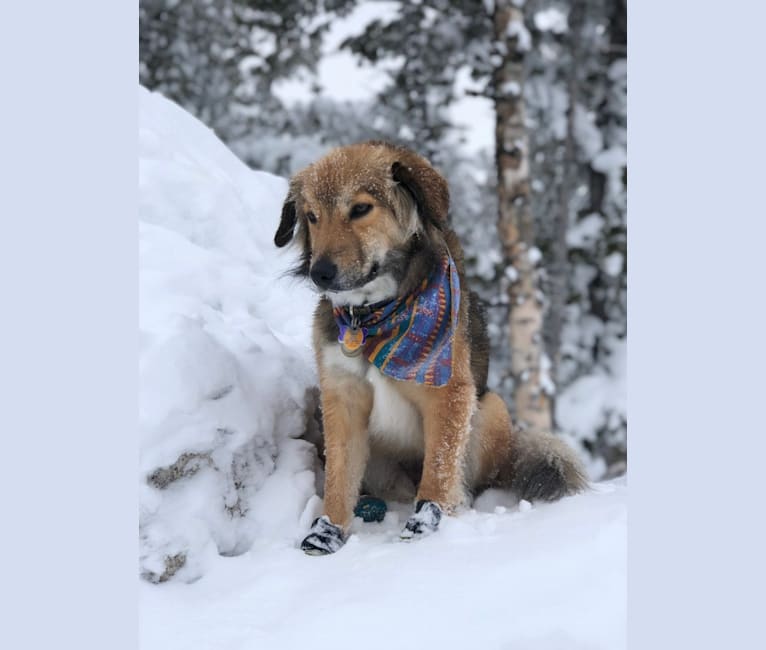 Akela, an American Pit Bull Terrier and Australian Cattle Dog mix tested with EmbarkVet.com