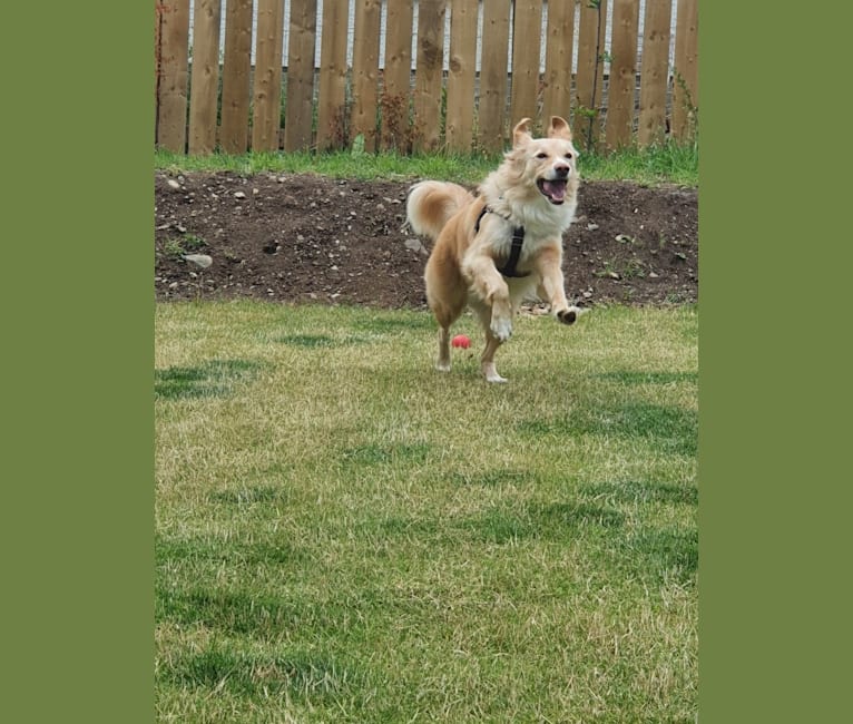 Olive, an Eastern European Village Dog tested with EmbarkVet.com
