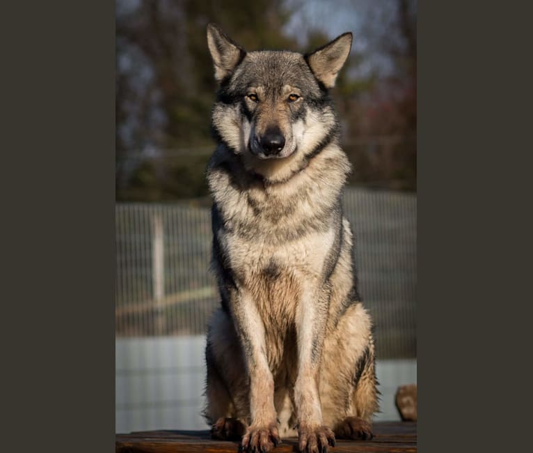 Surprise Wolfdog “Guess the Content” Embark Results! : r/Wolfdogs
