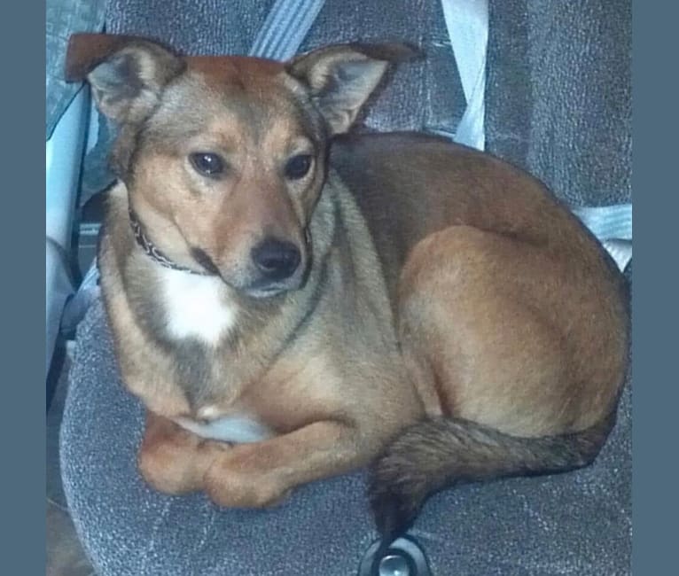 Rat terrier chow mix deals